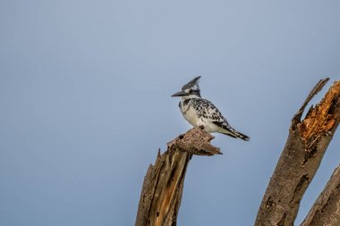 Pied kingfisher (Ceryle Rudis) şubede oturuyor, bakıyor, Kosi Körfezi Doğa Koruma Alanı, iSimangaliso Wetland Parkı, KwaZulu-Natal, Güney Afrika