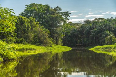 Peru nehrinden tropikal yağmur ormanı manzarası.