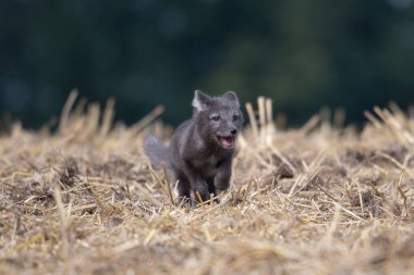 Arka plan serin bir kutup yaz parlak yeşil çim Bering Adası, Komutan Adaları üzerinde bir Kutup tilkisi (Alopex lagopus beringensis) sevimli yavrusu. Seçici odak üstünde tilki eyes.