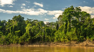 Peru nehrinden tropikal yağmur ormanı manzarası.