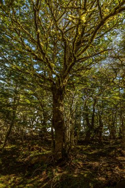 Evergreen beech forest near foot of Andes mountains, Patagonia, Argentina, South America, chile