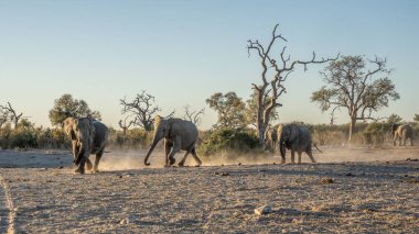 Günbatımında Afrika filleri sürüsü Botswana (Loxodonta africana)
