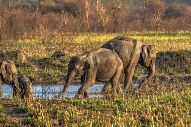 Asya fili. Elephas maximus A dişli erkek Asya fili Bandipur Ulusal Parkı 'nda, Karnataka, Hindistan batıda, Nepal kuzeyde, Sumatra güneyde ve Borneo' da.