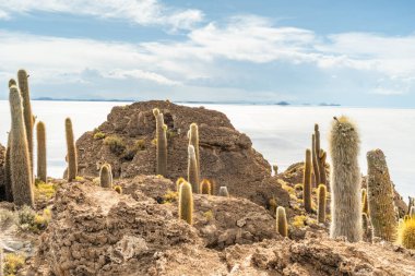 Salar de Uyuni tuz ovaları ile ada Incahuasi gündoğumu zaman, and Dağları'nda, Bolivya, Güney Amerika, büyük kaktüsler.