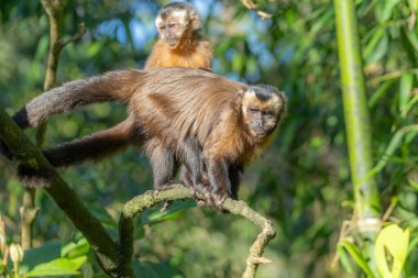 Manu Milli Parkı 'nda kahverengi kapuçin (Sapajus apella), Peru
