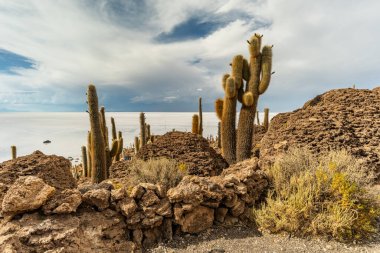 Salar de Uyuni tuz ovaları ile ada Incahuasi gündoğumu zaman, and Dağları'nda, Bolivya, Güney Amerika, büyük kaktüsler.