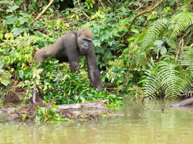 Bir Batı gorili (Goril) Afrika Gabonu.