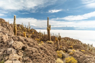 Salar de Uyuni tuz ovaları ile ada Incahuasi gündoğumu zaman, and Dağları'nda, Bolivya, Güney Amerika, büyük kaktüsler.