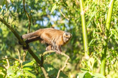 Manu Milli Parkı 'nda kahverengi kapuçin (Sapajus apella), Peru