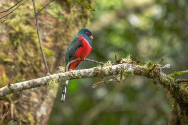 Yakalı Trogon - Trogon yakası, Güney Amerika 'nın And yamaçlarından gelen güzel renkli kuş, Guango Lodge, Ekvador