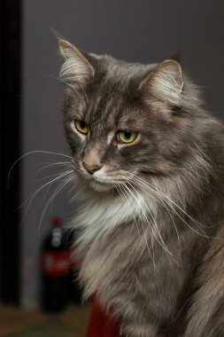 Evcil, tapılası, siyah, gri, Maine Rakunu kedi yavrusu, gün ışığında genç, barışçıl kedi.