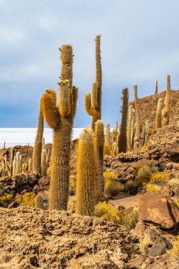 Salar de Uyuni tuz ovaları ile ada Incahuasi gündoğumu zaman, and Dağları'nda, Bolivya, Güney Amerika, büyük kaktüsler.