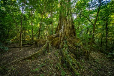 Amazon yağmur ormanlarında, yoğun yeşillik ve daha küçük bitki türleriyle çevrili bir kapok ağacı.