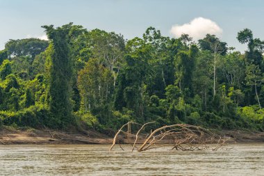 Peru nehrinden tropikal yağmur ormanı manzarası.