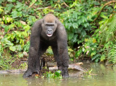 Bir Batı gorili (Goril) Afrika Gabonu.