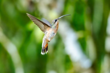 Uzun kuyruklu münzevi (Phaethornis superciliosus), Venezuela 'da yaşayan bir sinekkuşu türüdür.,