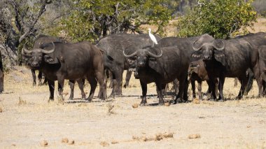 Afrika Bizonu (Syncerus caffer), Murchison Falls Ulusal Parkı, Uganda