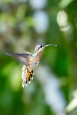 Uzun kuyruklu münzevi (Phaethornis superciliosus), Venezuela 'da yaşayan bir sinekkuşu türüdür.,