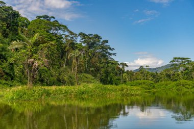 Peru nehrinden tropikal yağmur ormanı manzarası.