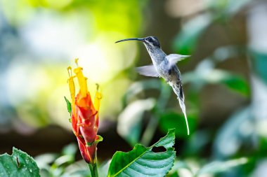 Uzun kuyruklu münzevi (Phaethornis superciliosus), Venezuela 'da yaşayan bir sinekkuşu türüdür.,