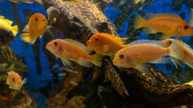 Malawi Gölü çiklitleri balık akvaryum