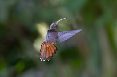 Uzun kuyruklu münzevi (Phaethornis superciliosus), Venezuela 'da yaşayan bir sinekkuşu türüdür.,