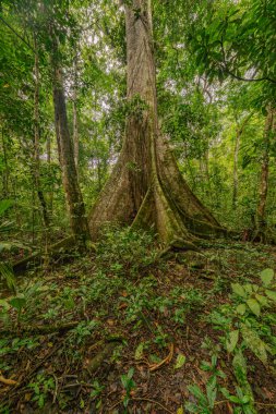 Amazon yağmur ormanlarında, yoğun yeşillik ve daha küçük bitki türleriyle çevrili bir kapok ağacı.