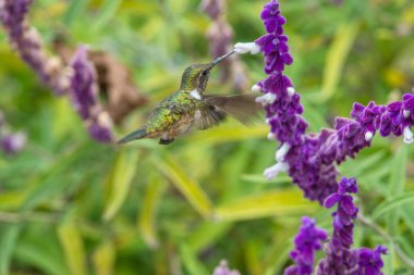 Amazilia dekora, Charming Hummingbird, çiçek açan pembe çiçekten tatlı nektar besleyen kuş. Tropik ormanlardaki sinekkuşu davranışları, Corcovado NP, Kosta Rika 'daki doğal yaşam alanı. Uçan iki kuş, vahşi yaşam..