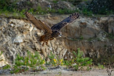 Büyük kartal baykuşu (
