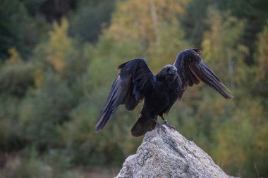 Büyük Corvid (Corvus corax), Corvid familyasından büyük siyah bir kuş türü..