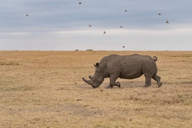 White Rhinoceros Ceratotherium simum Square-lipped Rhinoceros at Khama Rhino Sanctuary Kenya Africa.