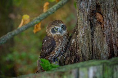 Falco Sparverius (Falco Sparverius), Amerika kıtasının tek temsilcisidir. Kuzey Amerika 'da Falco' nun en yaygın temsilcisi... AMERİKAN KESTREL
