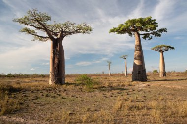 Baobab ağaçları gün batımında Madagaskar 'da Baobab Bulvarı' nda