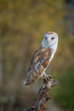 Genel ahır baykuşu (Tyto albahead) başını kapat