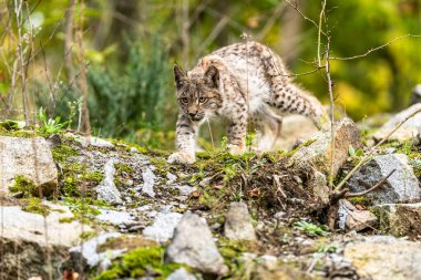 Ağaç gövdesi ile yeşil orman Lynx. Doğadan yaban hayatı sahne. Bayağı vaşak, hayvan davranış habitat içinde oynamaya. Almanya'dan vahşi kedi. Ağaçların arasında vahşi Bobcat