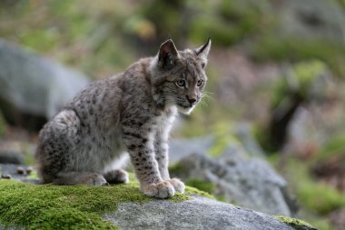 Ağaç gövdesi ile yeşil orman Lynx. Doğadan yaban hayatı sahne. Bayağı vaşak, hayvan davranış habitat içinde oynamaya. Almanya'dan vahşi kedi. Ağaçların arasında vahşi Bobcat