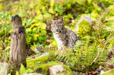 Ağaç gövdesi ile yeşil orman Lynx. Doğadan yaban hayatı sahne. Bayağı vaşak, hayvan davranış habitat içinde oynamaya. Almanya'dan vahşi kedi. Ağaçların arasında vahşi Bobcat