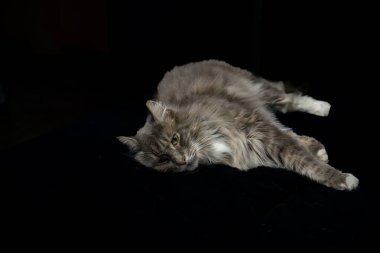 Evcil, tapılası, siyah, gri, Maine Rakunu kedi yavrusu, gün ışığında genç, barışçıl kedi.