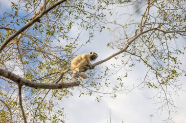 Madagaskar yağmur ormanlarındaki bir ağacın dalında küçük bir lemur..