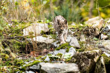 Ağaç gövdesi ile yeşil orman Lynx. Doğadan yaban hayatı sahne. Bayağı vaşak, hayvan davranış habitat içinde oynamaya. Almanya'dan vahşi kedi. Ağaçların arasında vahşi Bobcat
