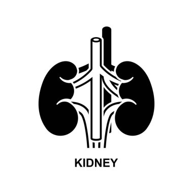 Böbrek ikonu. Arkaplan vektör illüstrasyonunda izole edilmiş vücuttaki organlar.