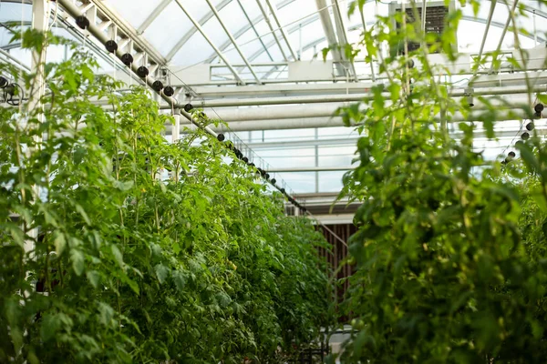 Rijen Tomatenplanten Een Moderne Glazen Kas Groenten Verbouwen Binnen Verhoogde — Stockfoto