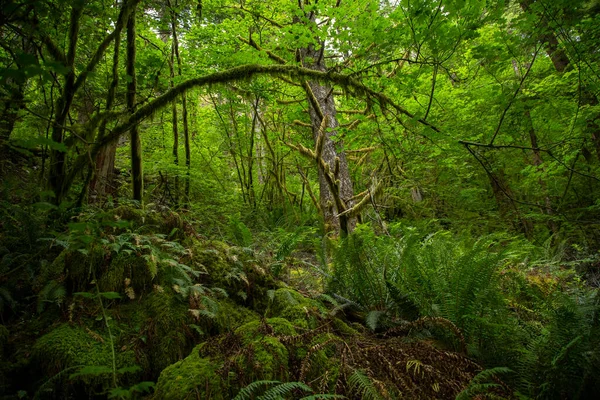 Красивий Зелений Пишний Ліс Тихоокеанському Північному Заході Сша Здоровий Вологий — стокове фото