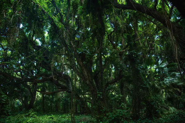 Selvas Tropicales Con Árboles Plantas Verdes Fotos De Stock Sin Royalties Gratis