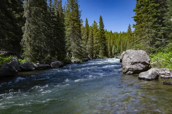 Río Que Fluye Bosque Imagen De Stock