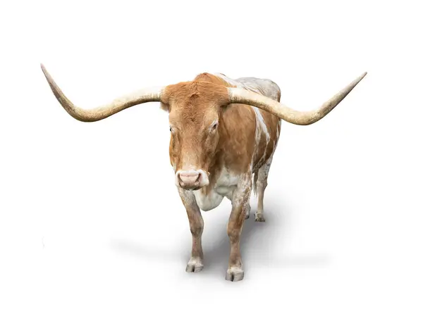 Odizolowane Zdjęcie Dużego Texas Longhorn Steer Patrzę Obiektyw Wściekłym Wzrokiem Obrazy Stockowe bez tantiem