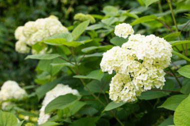 Bahçede çiçek açan beyaz ortanca çalıları 