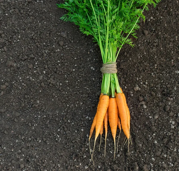 Manojo Zanahorias Recién Cosechadas Suelo — Foto de Stock