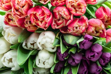 Lale çiçekleriyle bahar deseni 