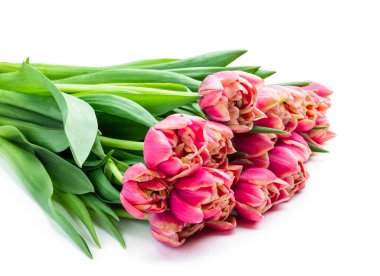 Beyaz arka plan üzerinde izole Pembe Lale çiçek 